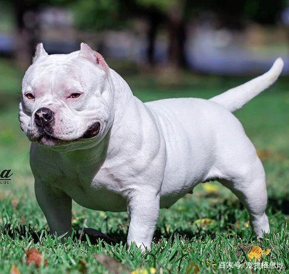 繁殖用猫咪能补钙吗？揭开繁殖猫咪营养补充的真相