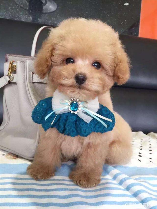 苏州在哪可以领养猫咪：探寻温馨的毛茸伙伴